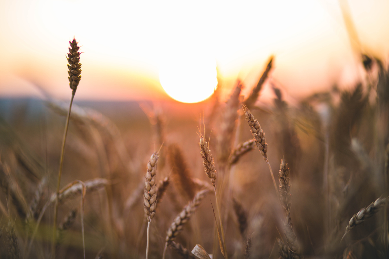 Wheat field against golden sunset